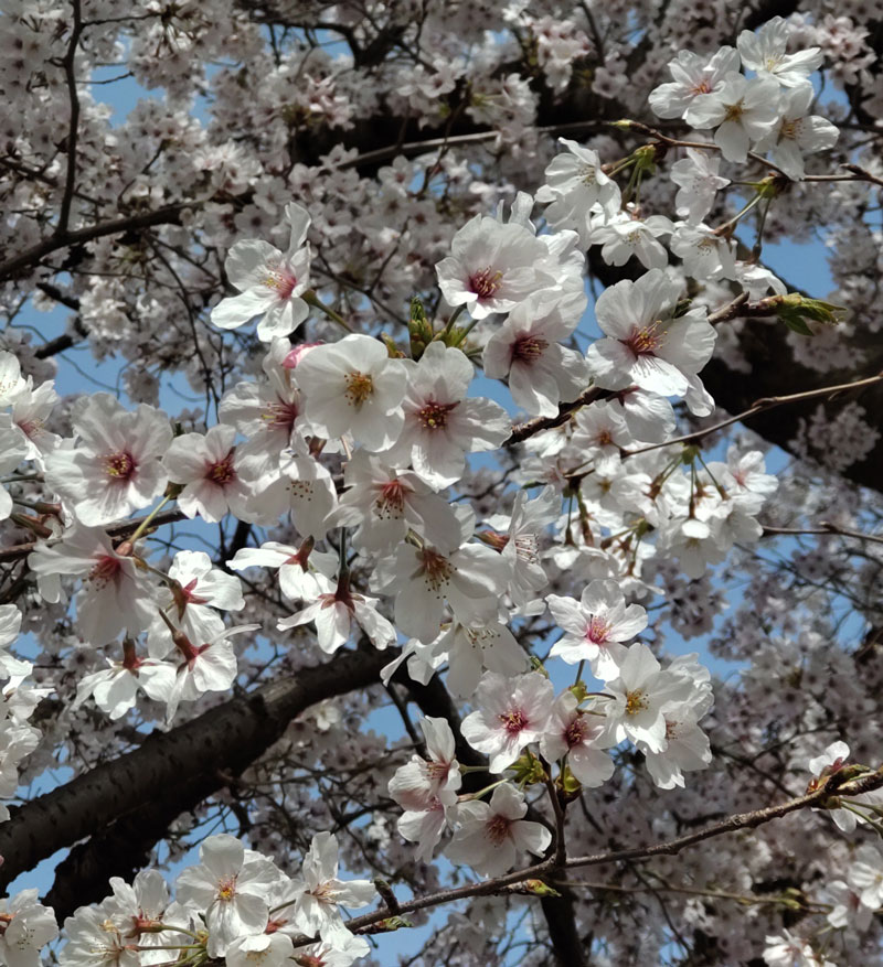 桜まつり